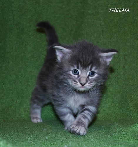 Thelma 4v Thelma 4v