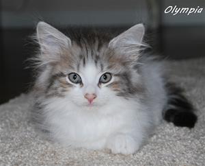 Olympia 8v Olympia 8v