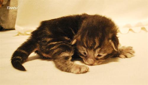 Tootsi 9 dagar Tootsi 9 dagar