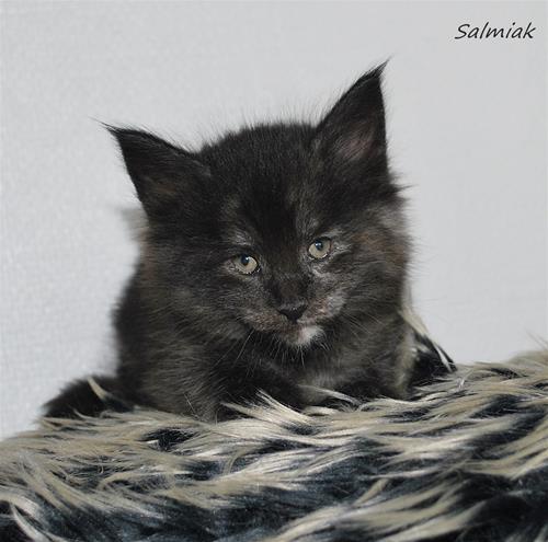 Salmiak 5v b Salmiak 5v b