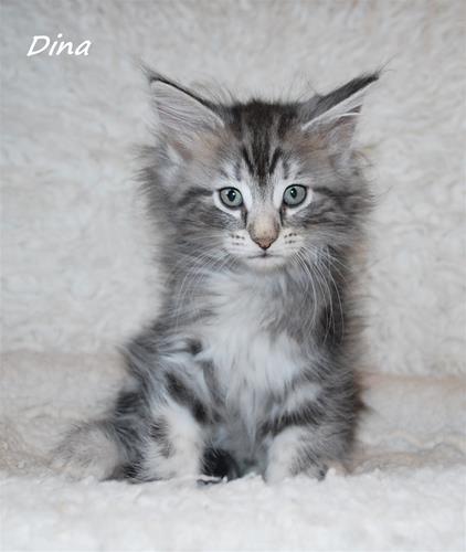 Dina 9v Dina 9v
