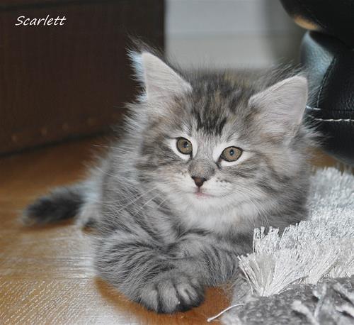 Scarlett 7v a Scarlett 7v a