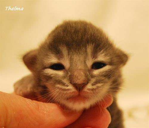 Thelma 9 dagar Thelma 9 dagar