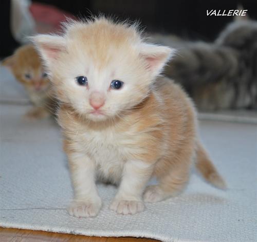 Vallerie 3v a Vallerie 3v a