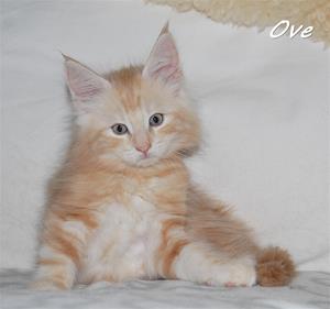 Ove 8v Ove 8v