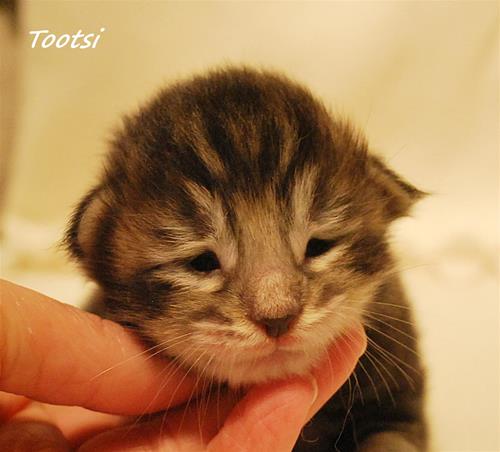 Tootsi 9 dagar a Tootsi 9 dagar a