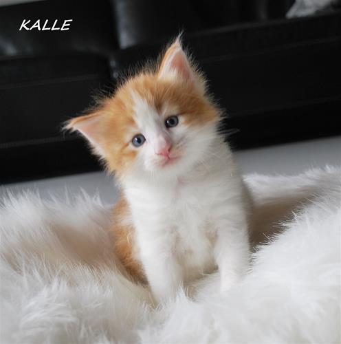 Kalle 4v b Kalle 4v b