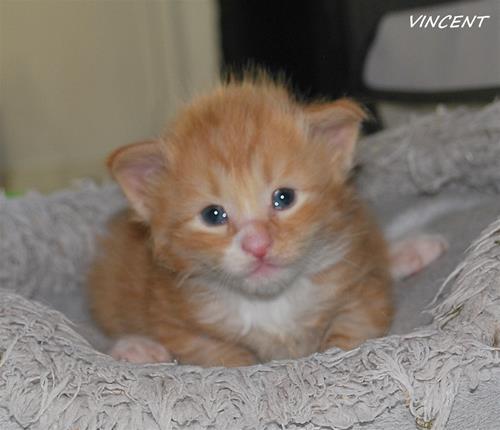 Vincent 3v Vincent 3v