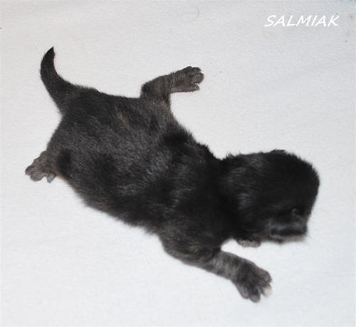 Salmiak 1 v a Salmiak 1 v a