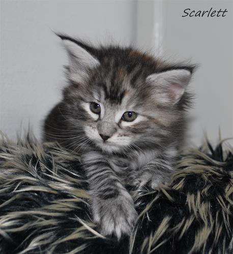 Scarlett 5v Scarlett 5v