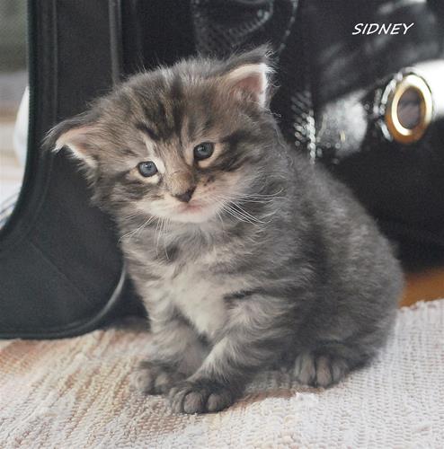 Sidney 3v b Sidney 3v b