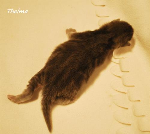 Thelma 9 dagar b Thelma 9 dagar b