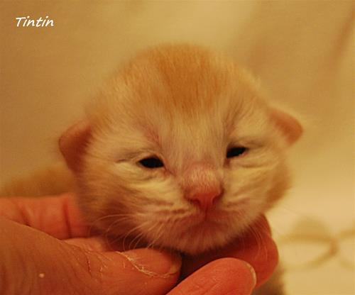 Tintin 9 dagar b Tintin 9 dagar b