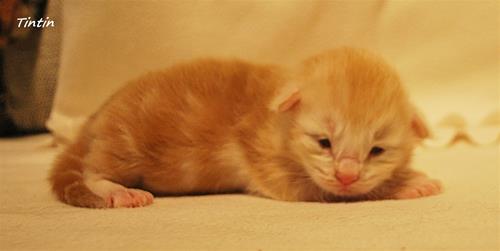 Tintin 9 dagar a Tintin 9 dagar a