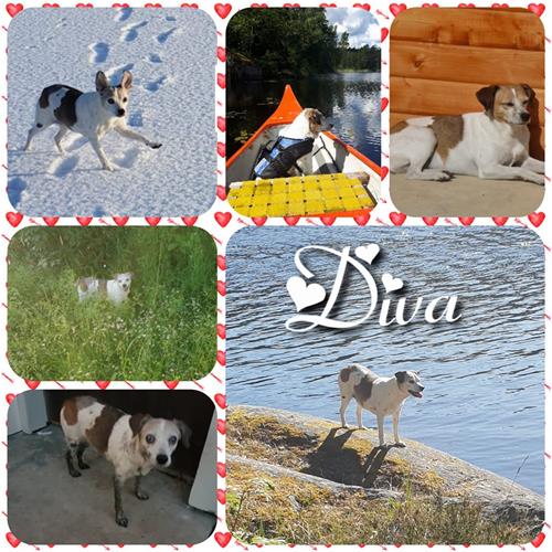 diva17 diva17