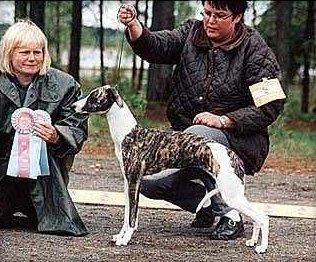 Ronja BIM-valp SW Umeå Ronja BIM-valp SW Umeå