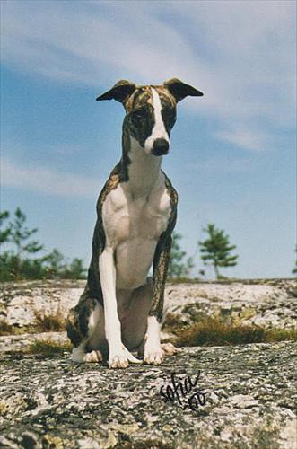 Ronja 10 man på berget Ronja 10 man på berget