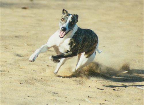 Ronja full fart 2002 Ronja full fart 2002