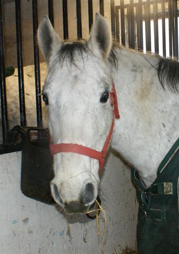 Pony szellöstall Pony szellöstall