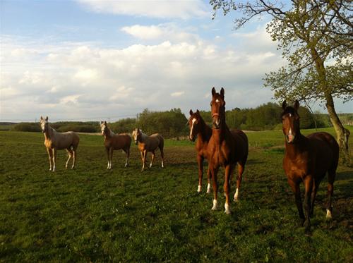 bild (4) bild (4)