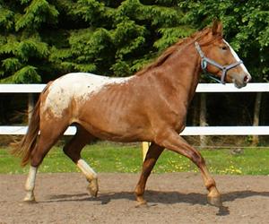 Unicumtrav Unicumtrav