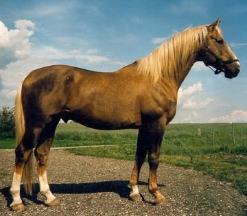 palomino-mackay palomino-mackay