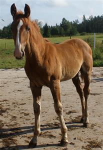 Ferdinan2 Ferdinan2