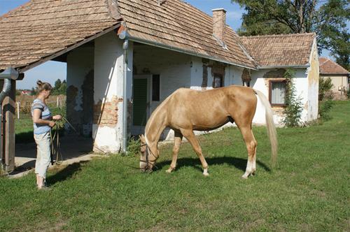 Hajnalhus Hajnalhus