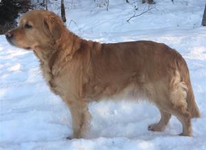 marabou.vinter marabou.vinter