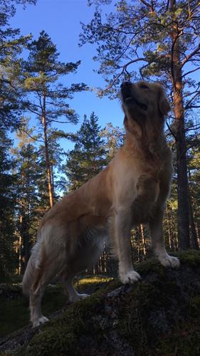 Hjärter4 Hjärter4