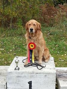 V är Guld V är Guld