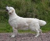 donkie donkie
