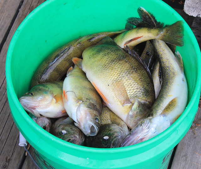 fishing-347377_640 fishing-347377_640