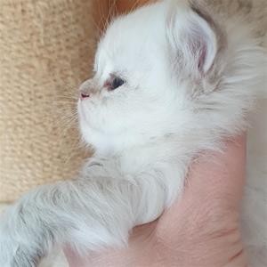 Freya Freya