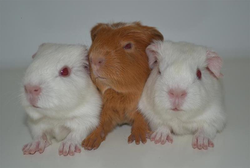 chiomakull chiomakull