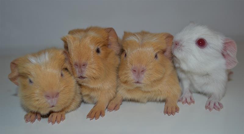 kullchioma kullchioma