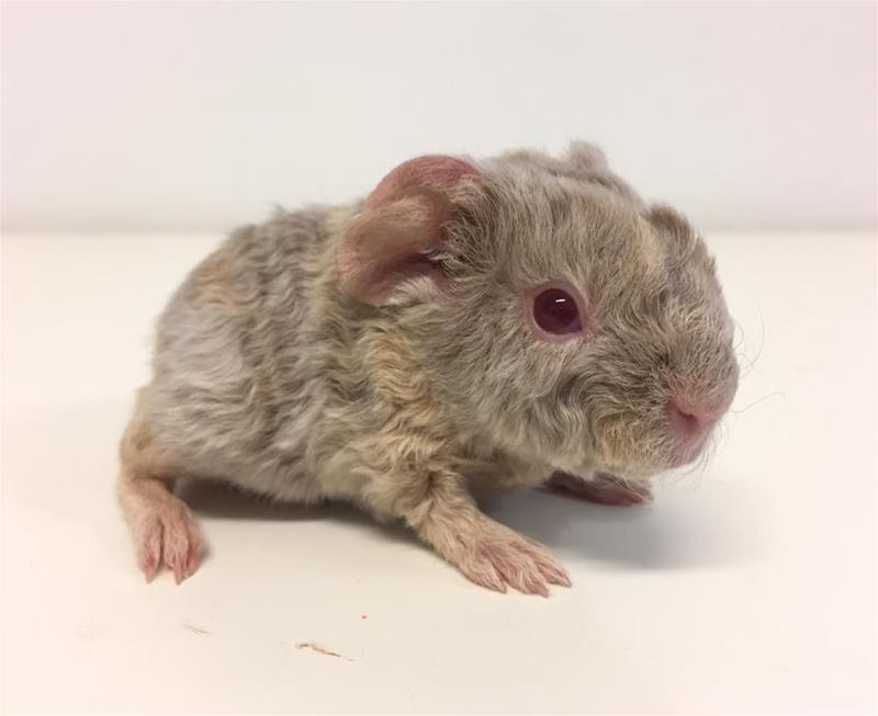 mousemallow mousemallow