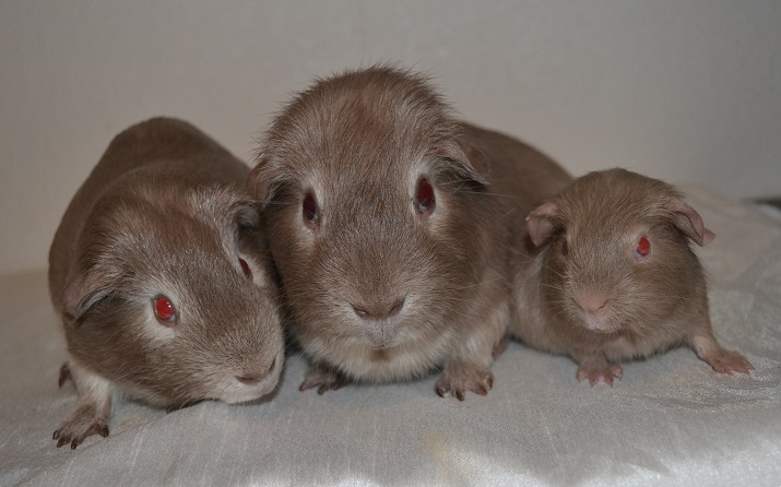 lilactrio lilactrio