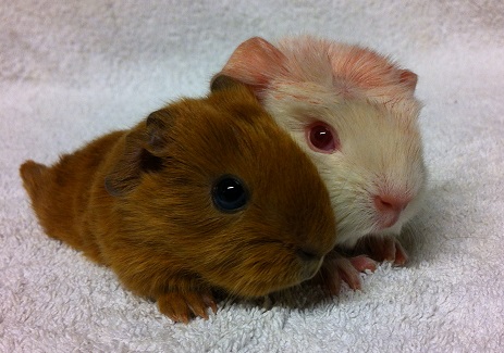 chiomabebs1 chiomabebs1