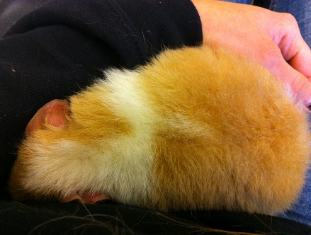 fuzzy2 fuzzy2