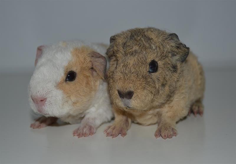 fuzzykull4 fuzzykull4