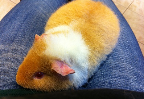 fuzzy fuzzy