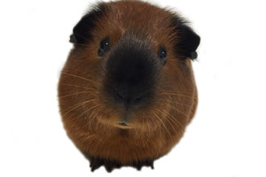 acorn2 acorn2