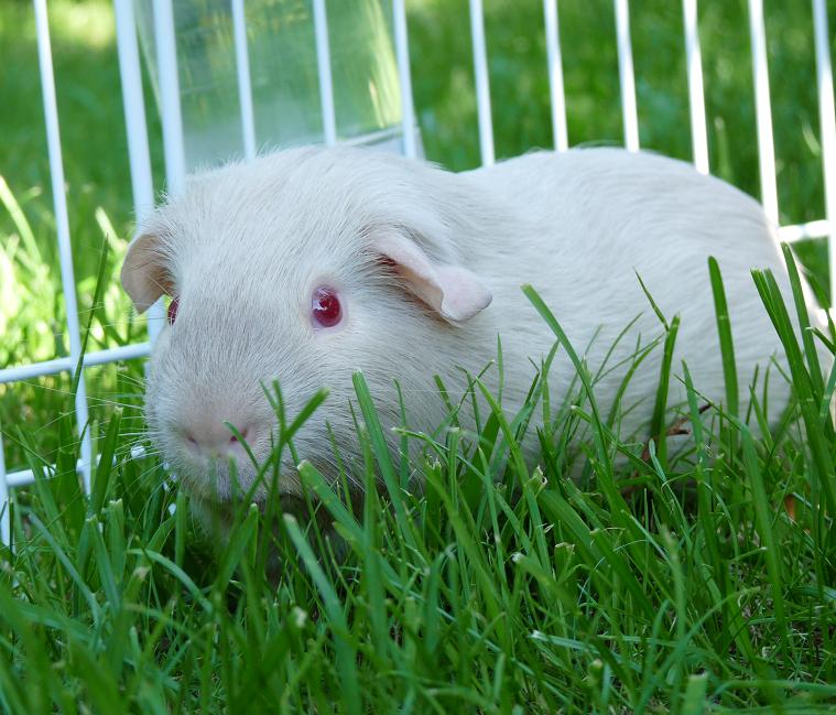 Gus Gus