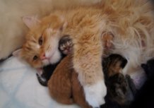Kattfamilj Kattfamilj