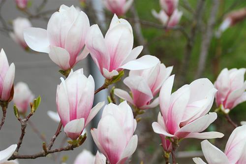 IMG_9665 IMG_9665
