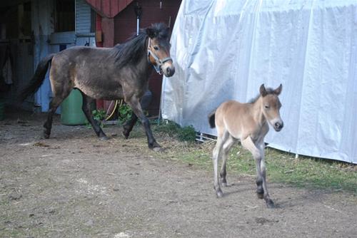 Nina med föl Nina med föl
