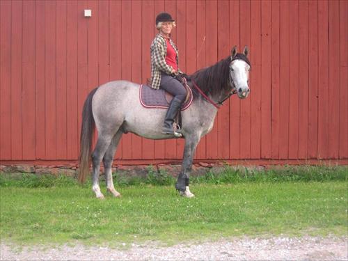 Boel Glad Gibson Boel Glad Gibson