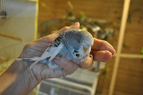 DSC_1858 DSC_1858