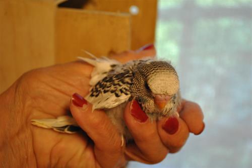 DSC_1965 DSC_1965